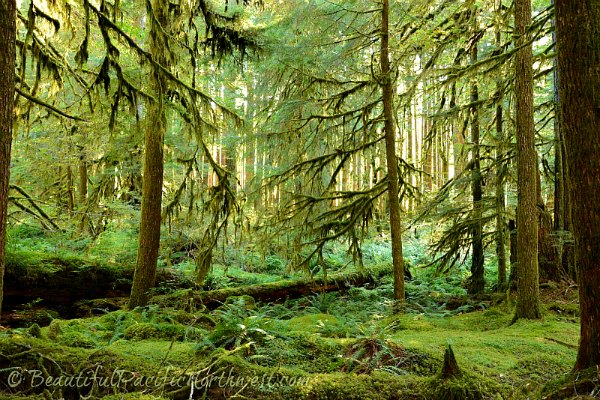 Temperate Rain Forests - Olympic National Park (U.S. National Park Service)
